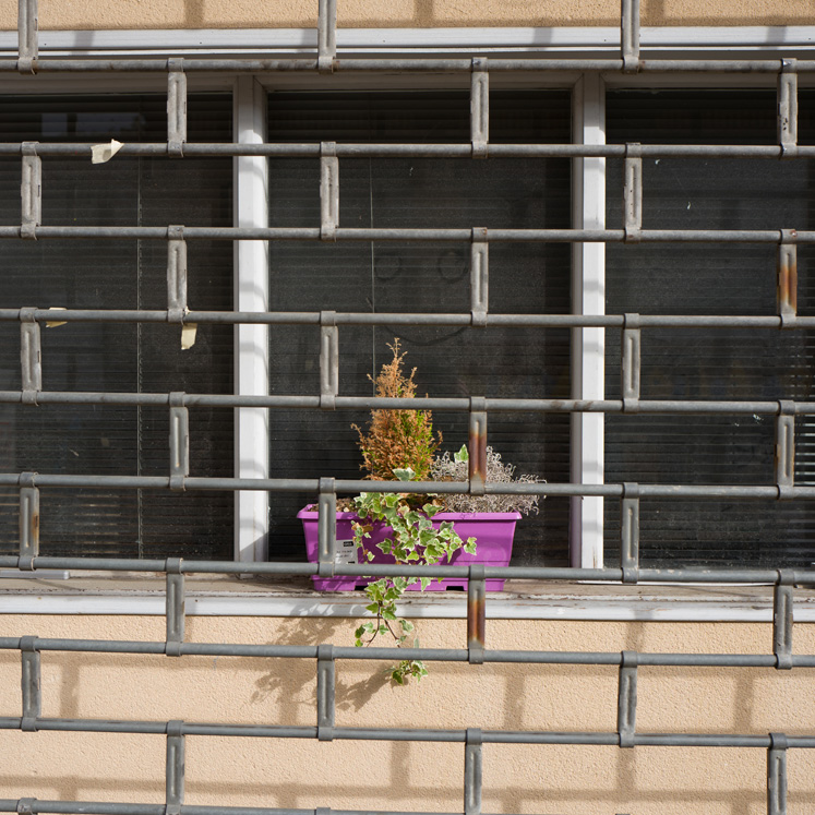 Ein Fenster mit vergittertem Metallrahmen, dahinter ein lila Blumentopf mit vertrockneten und grünen Pflanzen