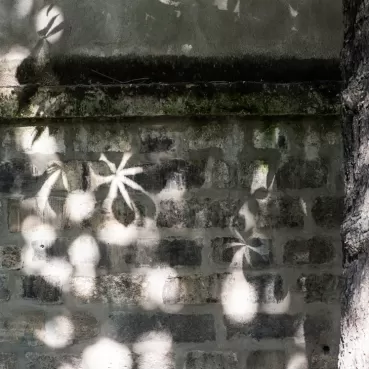 Sonnenlicht wirft Blattschatten auf eine verwitterte Steinmauer