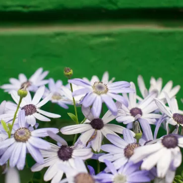 Danke für die Blumen, Teilnehmerstimmen zur systemischen Ausbildung