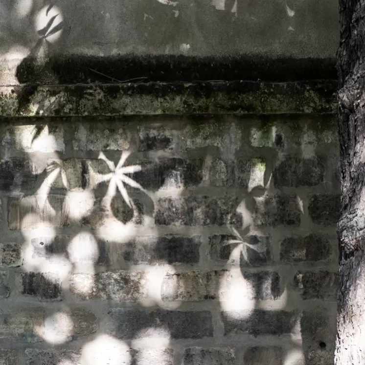 Sonnenlicht wirft Blattschatten auf eine verwitterte Steinmauer